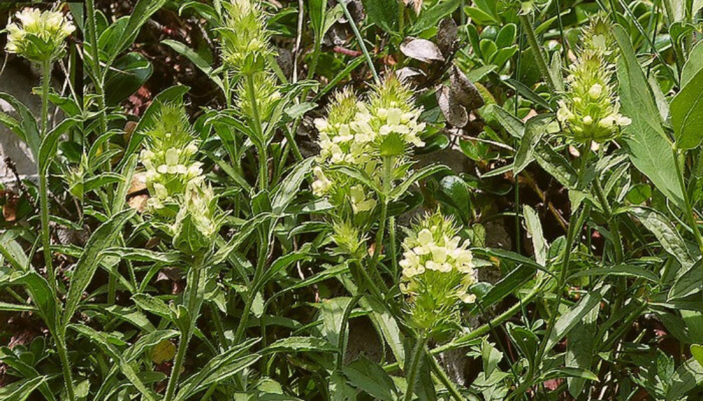 Profitez des bienfaits du véritable thé des Alpes !